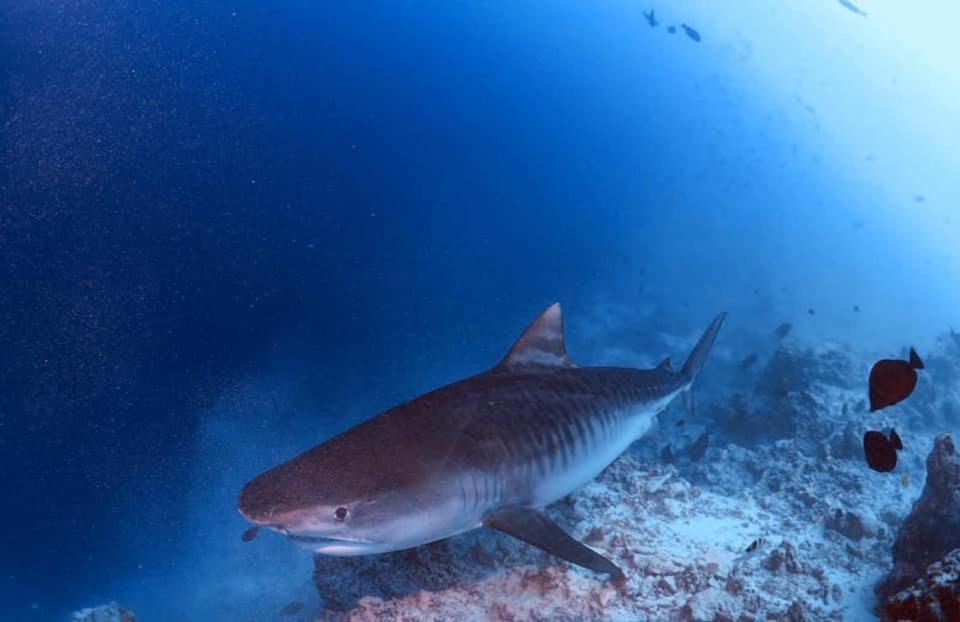 Endhaa, Divers Home Fuvahmulah المظهر الخارجي الصورة