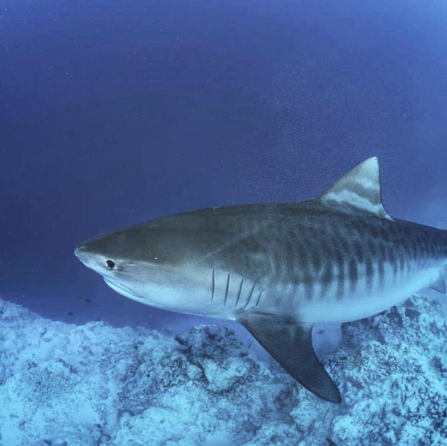 Endhaa, Divers Home Fuvahmulah المظهر الخارجي الصورة