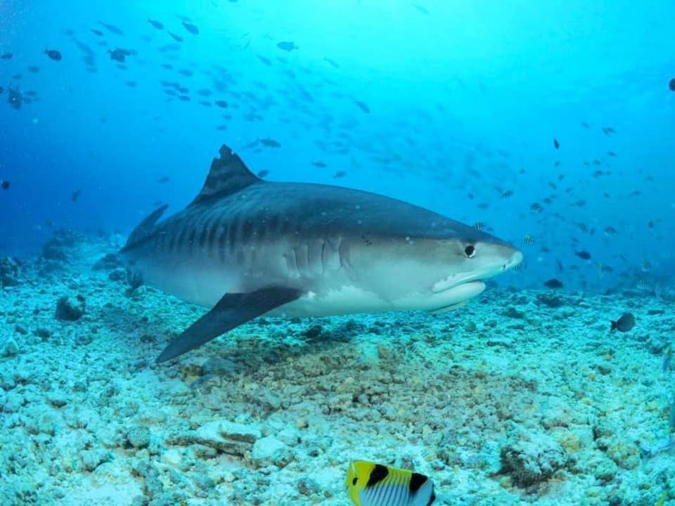 Endhaa, Divers Home Fuvahmulah المظهر الخارجي الصورة