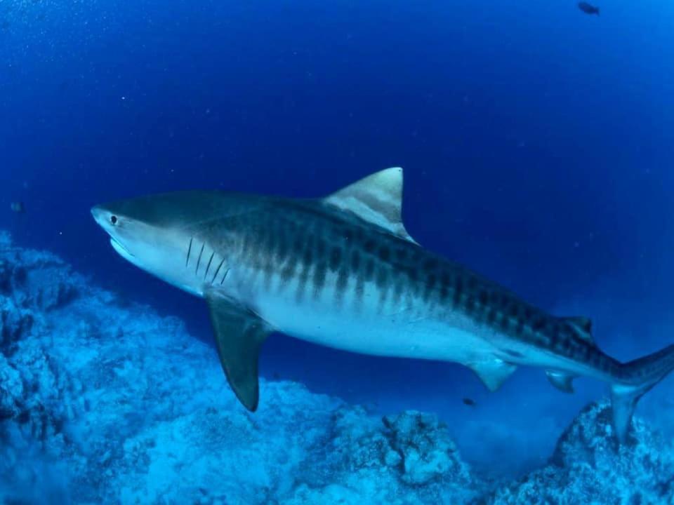 Endhaa, Divers Home Fuvahmulah المظهر الخارجي الصورة